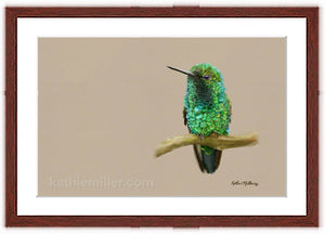 Fine art print of Western Emerald Hummingbird painting with mohogany frame by wildlife artist Kathie Miller.  Prints available.