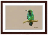 Fine art print of Western Emerald Hummingbird painting with walnut frame by wildlife artist Kathie Miller.  Prints available.