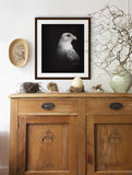 Fine art print of White Gyrfalcon Portrait on Black painting by wildlife artist Kathie Miller.  Prints available.