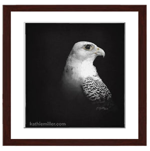 Fine art print of White Gyrfalcon Portrait on Black painting with walnut frame by wildlife artist Kathie Miller.  Prints available.