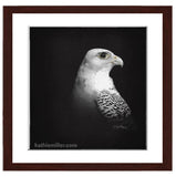 Fine art print of White Gyrfalcon Portrait on Black painting with walnut frame by wildlife artist Kathie Miller.  Prints available.