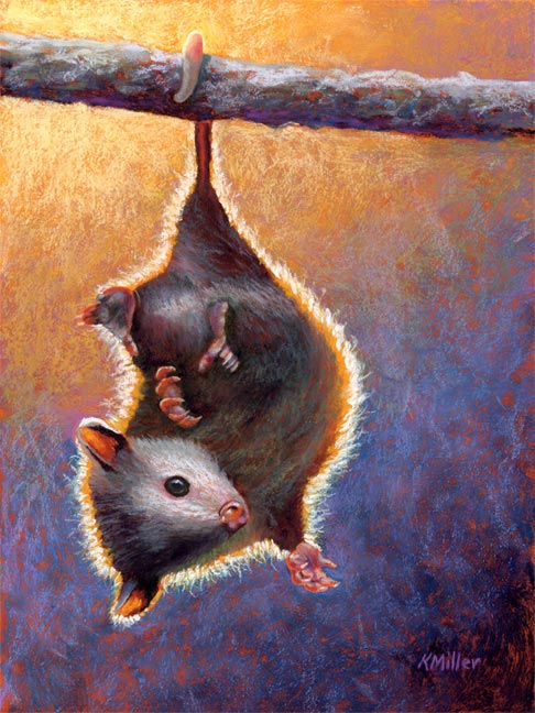 Original 9” x 12” pastel portrait of a baby opossum hanging by its tail by award winning artist Kathie Miller. Contemporary style using bold strokes and bright colors. Prints available.