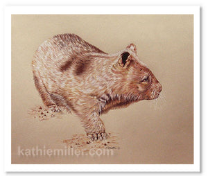 Wombat drawing by award winning artist Kathie Miller