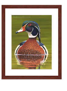 Pastel portrait of a wood duck rendered in a photo realistic style with a mahogany frame by award winning artist Kathie Miller.