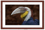 Wreathed Hornbill painting with mohogany frame by wildlife artist Kathie Miller. Prints available.
