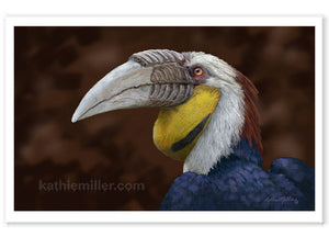 Wreathed Hornbill painting by wildlife artist Kathie Miller. Prints available.