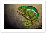 Tiger chameleon print by award winning artist Kathie Miller