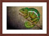 Tiger chameleon with mohogany frame by award winning artist Kathie Miller