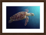 Sea Turtle painting with walnut frame by award winning artist Kathie Miller