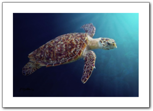Sea Turtle painting by award winning artist Kathie Miller