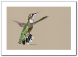 Hummingbird-Kathie Miller