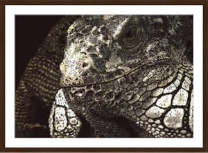 Iguana painting with walnut frame by award winning artist Kathie Miller