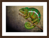 Tiger chameleon with walnut frame by award winning artist Kathie Miller
