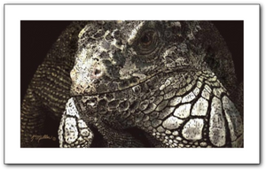 Iguana painting by award winning artist Kathie Miller