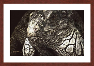 Iguana paintingwith mohogany frame by award winning artist Kathie Miller