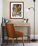 Tiger portrait with mahogany frame by award winning artist Kathie Miller.