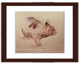 Wombat drawing with walnut frame by award winning artist Kathie Miller